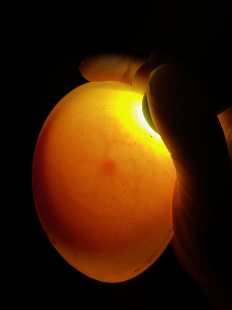 Potvrzena oplozenost