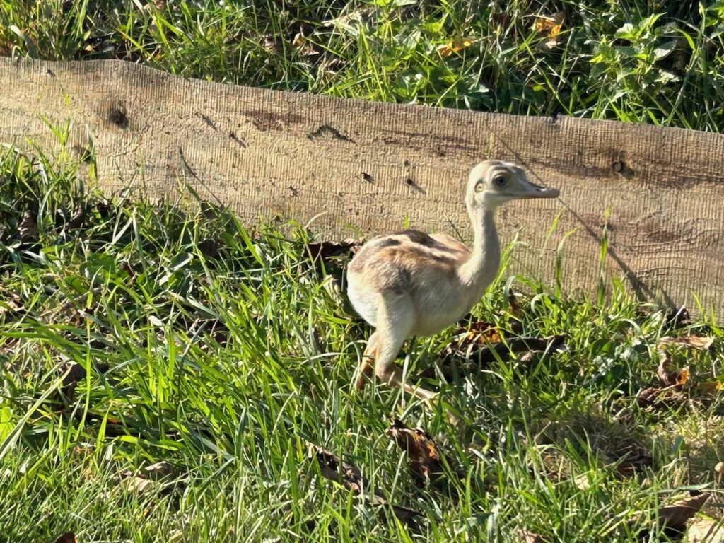 Dnes poprvé venku, rychle běhá