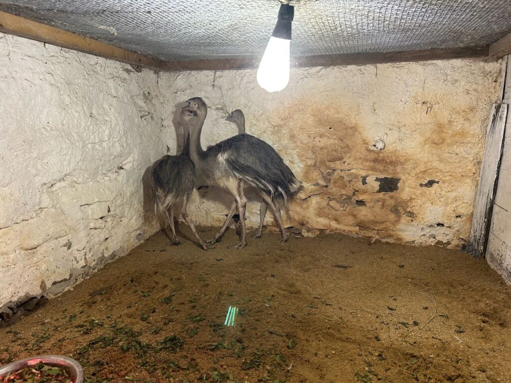 Pořízení nových zvířat