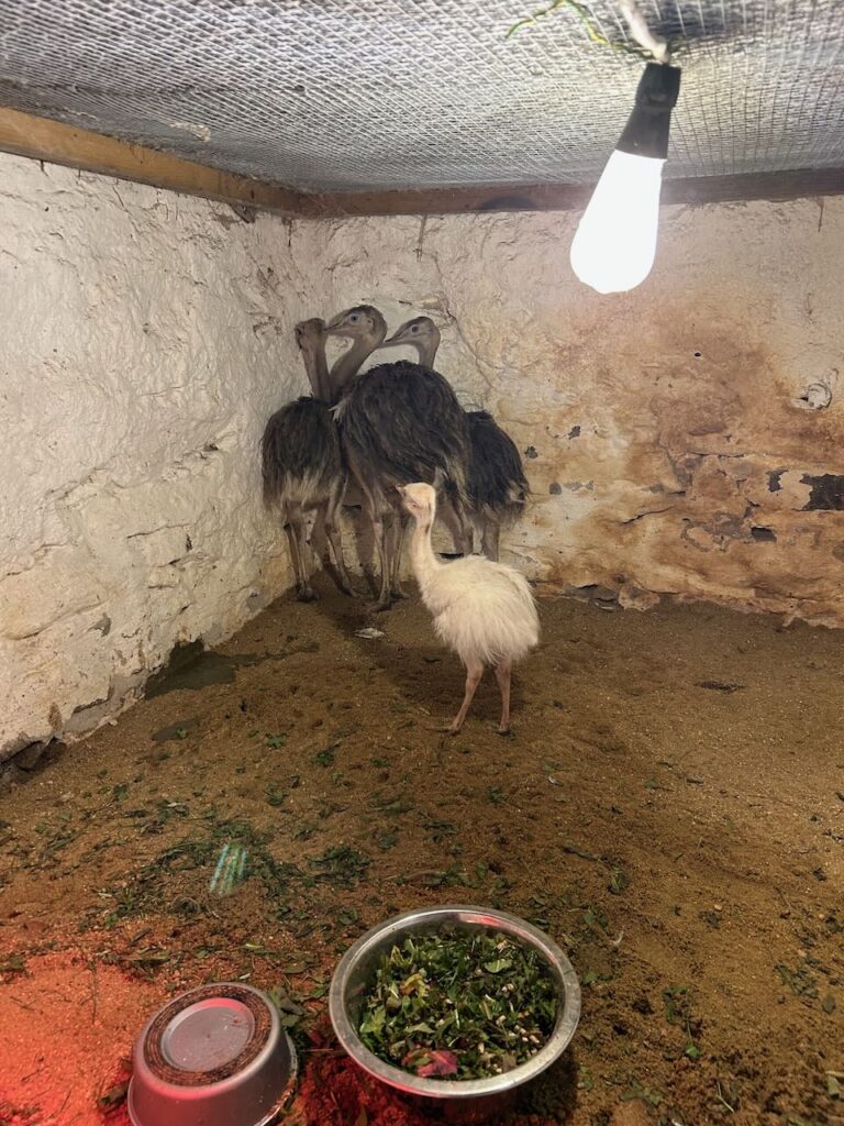 Seznamuje se s novými nandu