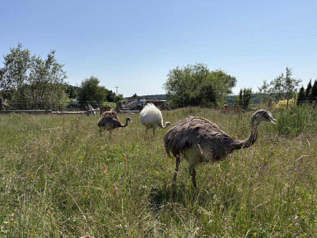 Nanduové vypuštěni do ohrady